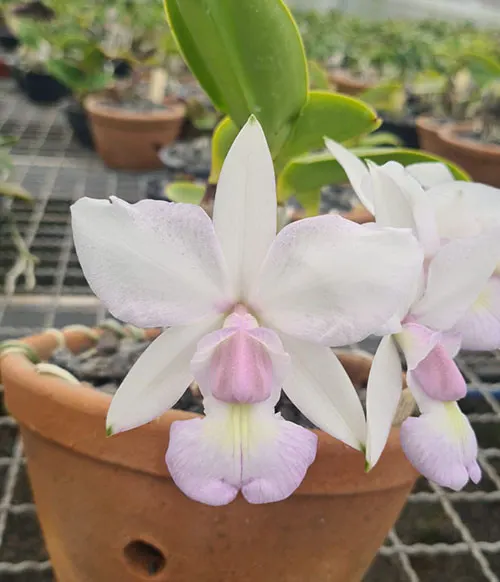 Cattleya walkeriana albecens (Donato)