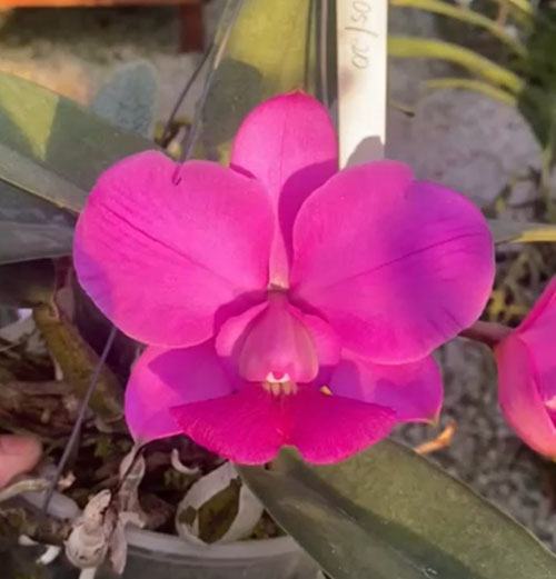 Cattleya walkeriana tipo (melhor forma)