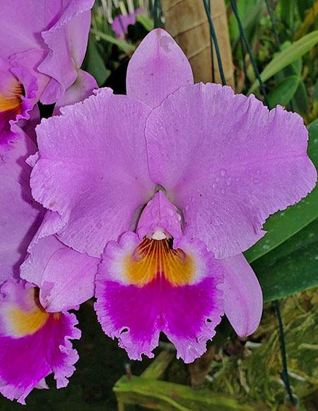 Cattleya labiata tipo 'Do Caliman' x tipo '3878'