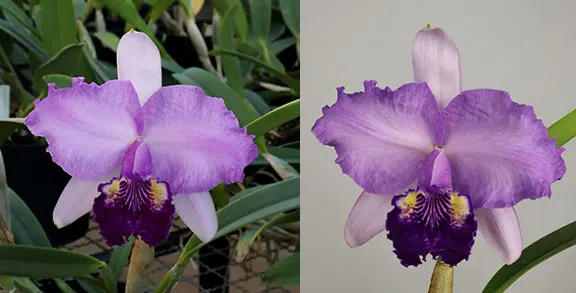Cattleya lueddemanniana purpurea ('Cosmica' x 'Baby Baby')