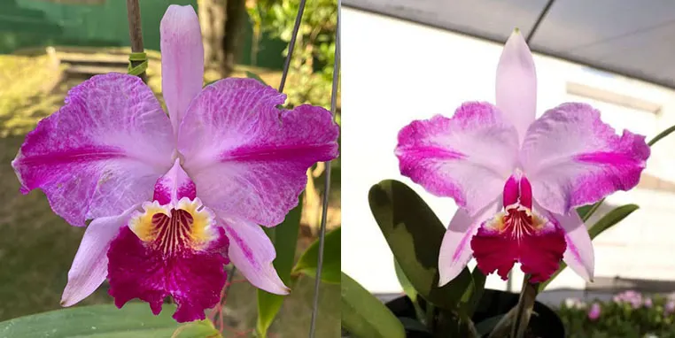 Cattleya lueddemanniana atropurpurea flamea (Haydee x pincelada) x (Tanksgiven x Francis)