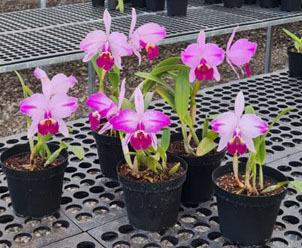 Cattleya lueddemanniana atropurpurea flamea (Haydee x pincelada) x (Tanksgiven x Francis)