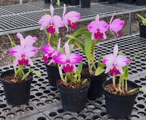Cattleya lueddemanniana atropurpurea flamea (Haydee x pincelada) x (Tanksgiven x Francis)