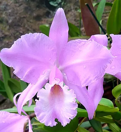 Cattleya warneri concolor 'Z300' x warneri concolor 'Bahia'