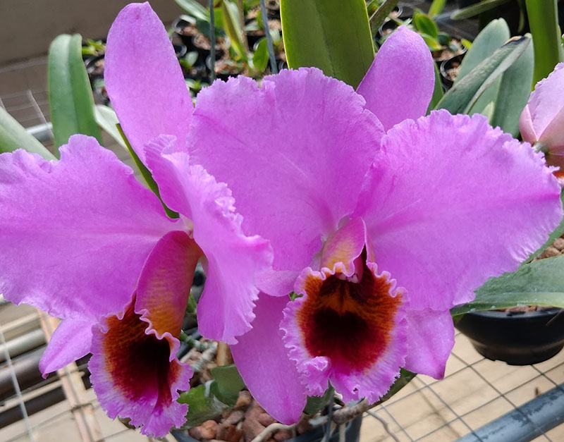 Cattleya percivaliana tipo 'Caio' (Alberts x Aniel)