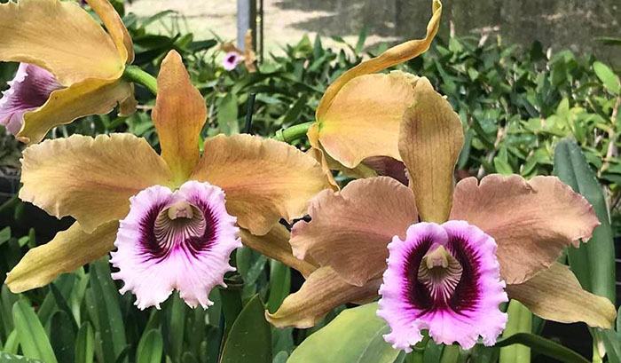 Laelia tenebrosa 'Fumacina Fujita' x tenebrosa 'Cobre'