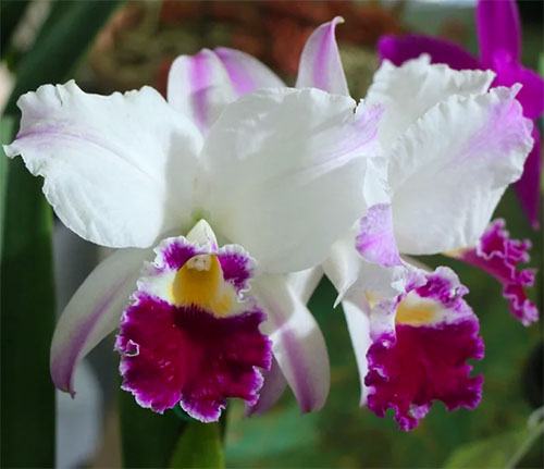 Cattleya labiata semi-alba pincelada 'Olimpia' x self