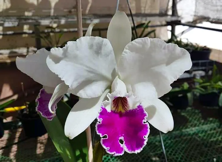 Cattleya labiata semi-alba #5