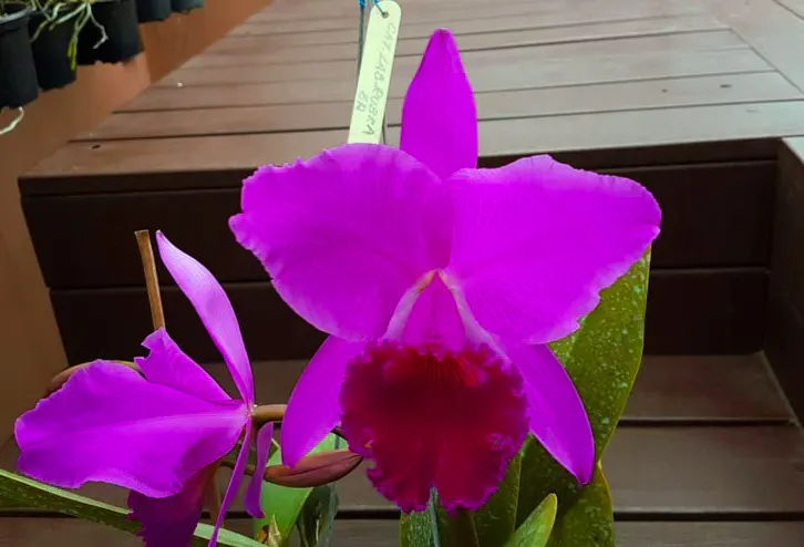 Cattleya labiata rubra #2