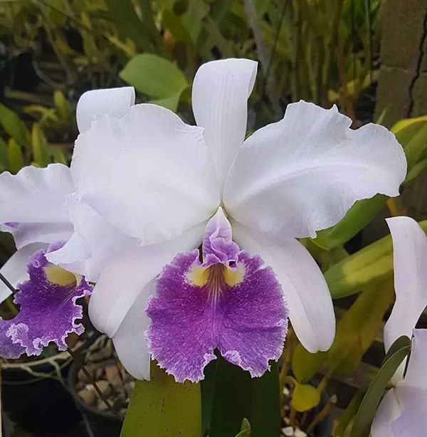 Cattleya warscewiczii coerulea (GM)