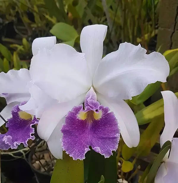 Cattleya warscewiczii coerulea (GM)