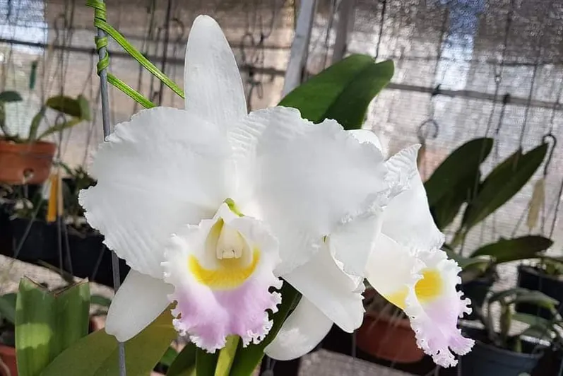 Cattleya trianae amesiana 'Mendo'