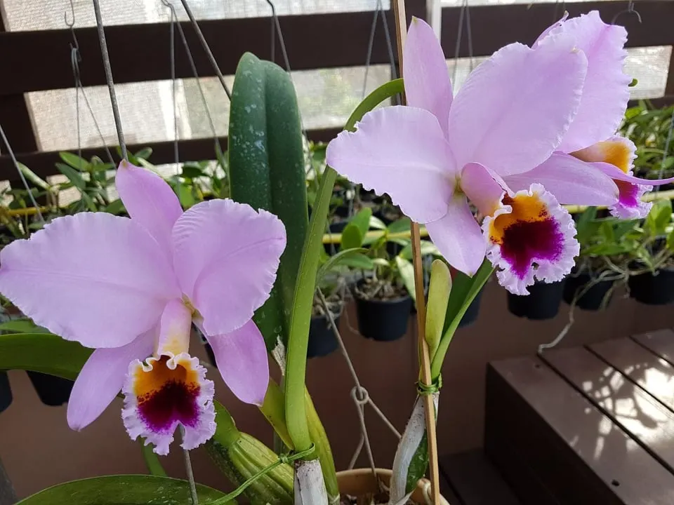 Cattleya percivaliana tipo #2