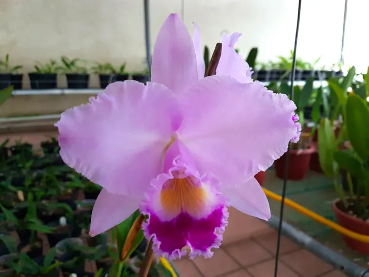 Cattleya trianae tipo #1
