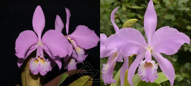Cattleya warneri concolor 'Blumenfest' x concolor 'Elvira'