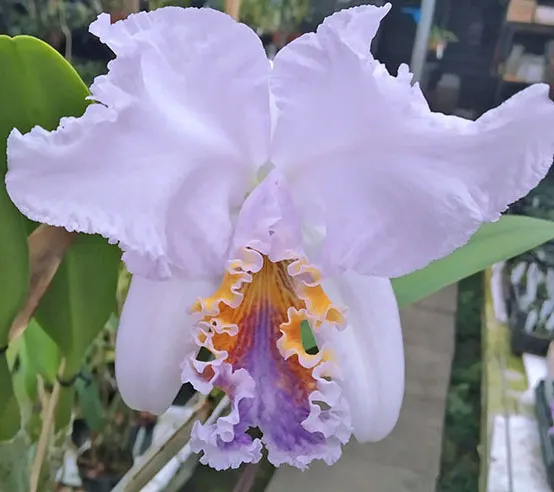 Cattleya mossiae coerulea (GM)