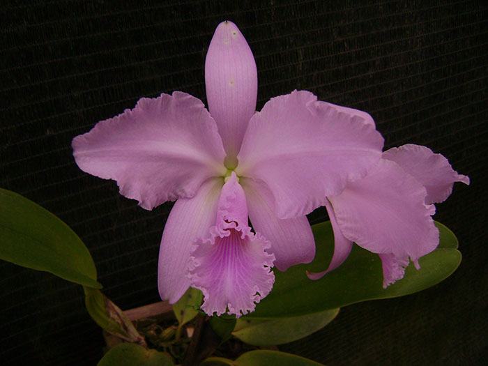 Cattleya warneri concolor 'Jose Dias de Castro' x self
