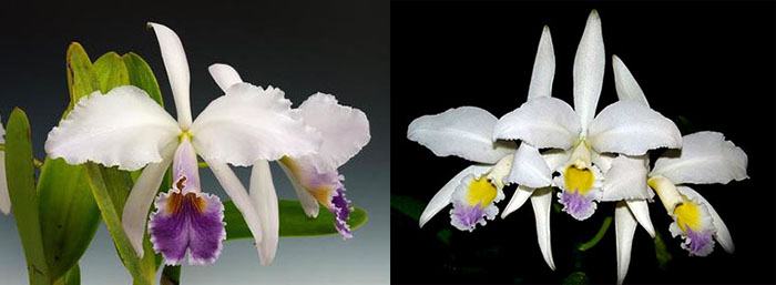 Cattleya gaskelliana coerulea 'Blue Dragon' x gaskelliana coerulea 'Mimi'