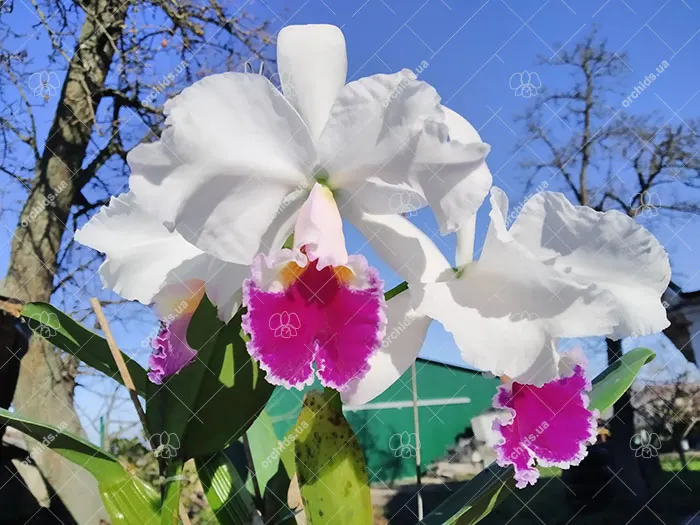Cattleya labiata semi-alba 'Iguazu'