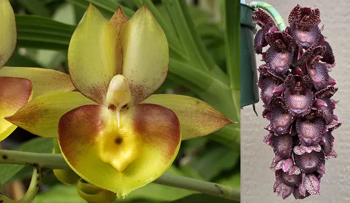 Catasetum Portagee Star 'Brian Lawson's Sunrise' HCC/AOS x Catasetum ivaneae 'Purple Fantasy'