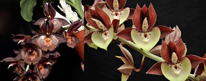 Catasetum Millie's Frilly Dragon 'Chocolate Frills' x Catasetum Dagny 'Windy Hill's Falkor' FCC/AOS