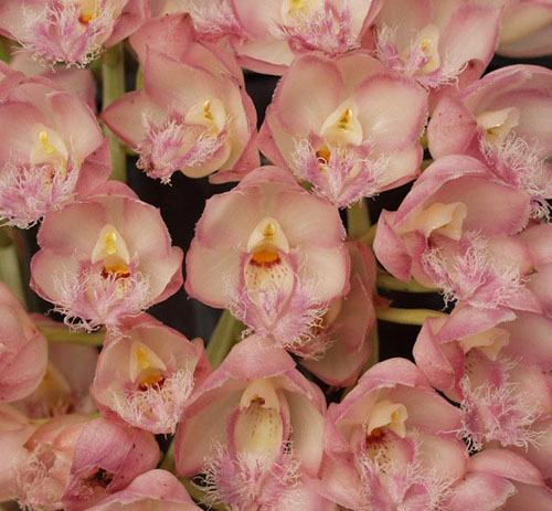 Clowesia Rebecca Northen (Clowesia rosea 'Fantastic Andy' x Clowesia Grace Dunn 'Live Oak' HCC/AOS)