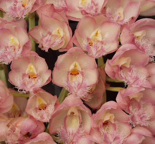 Clowesia Rebecca Northen (Clowesia rosea 'Fantastic Andy' x Clowesia Grace Dunn 'Live Oak' HCC/AOS)