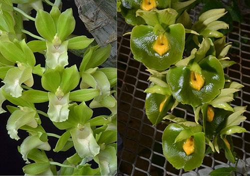 Clowesia Sandy Kasner 'Gramma Susan Price' AM/AOS x Catasetum expansum 'SVO Midori' AM/AOS