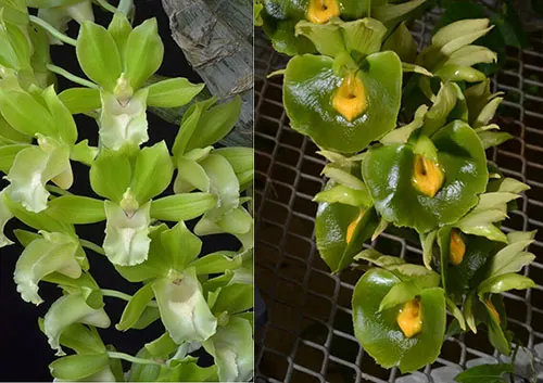 Clowesia Sandy Kasner 'Gramma Susan Price' AM/AOS x Catasetum expansum 'SVO Midori' AM/AOS