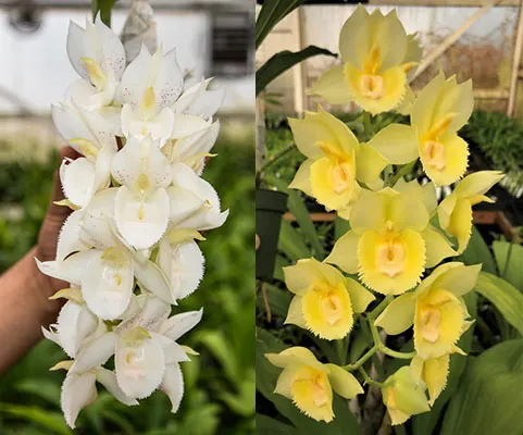 Catasetum Melana Davison 'Snow White' x Catasetum Diana's Dots 'SVO'