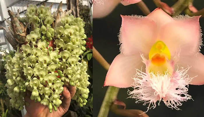 Clowesia Grace Dunn (Clowesia warczewitzii 'SVO' x Clowesia rosea 'Fantastic Andy')