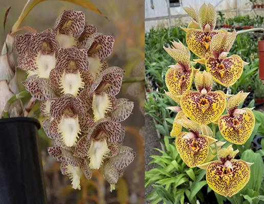 Catasetum Dentigrianum 'Very Nice' xCatasetum Susan Fuchs 'Burgundy Chips' FCC/AOS