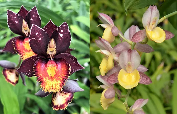 Catasetum Mem Dorothy Wells (Dentigrianum 'SVO Excellence' x Chuck Taylor 'SVO Sunshine')