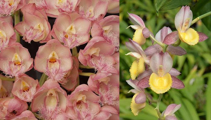 Clowesia Rebecca Northen 'Grapefruit Pink' x Catasetum Chuck Taylor 'SVO Sun Shine'