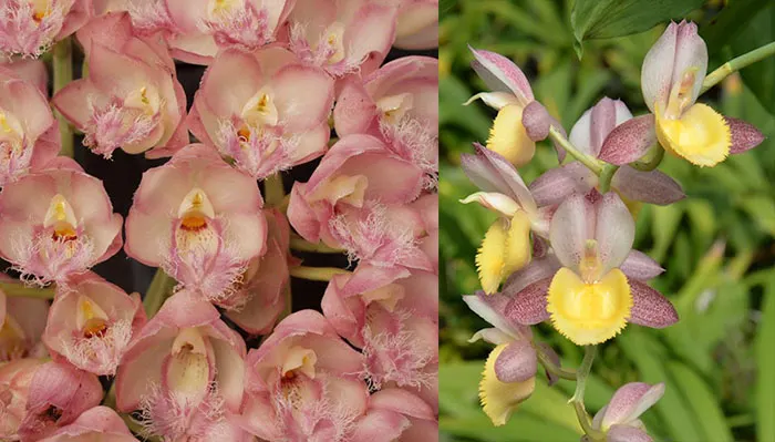 Clowesia Rebecca Northen 'Grapefruit Pink' x Catasetum Chuck Taylor 'SVO Sun Shine'