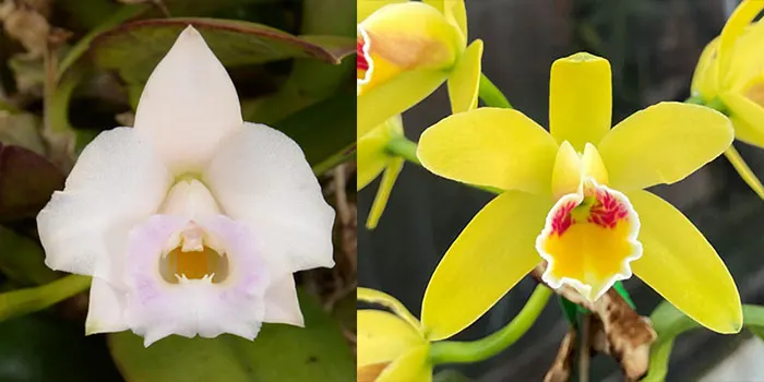 Laelia alaorii 'SVO II' x Cattleya luteola 'Yes a 4n'