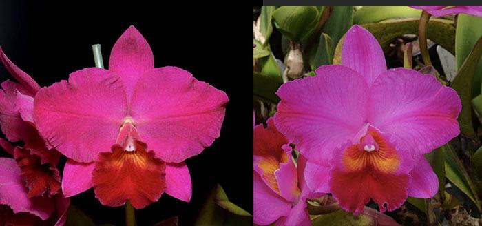 Sophrolaeliocattleya Durban Rose 'Magnificent' x Sophrolaeliocattleya Spirit Flare 'SVO Flare'