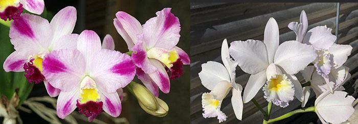 Cattleya Japan Sunrise (Laeliocattleya Hsinying Excell 'DG' HCC/AOS x Cattleya Dubiosa 'Scully' HCC/AOS)