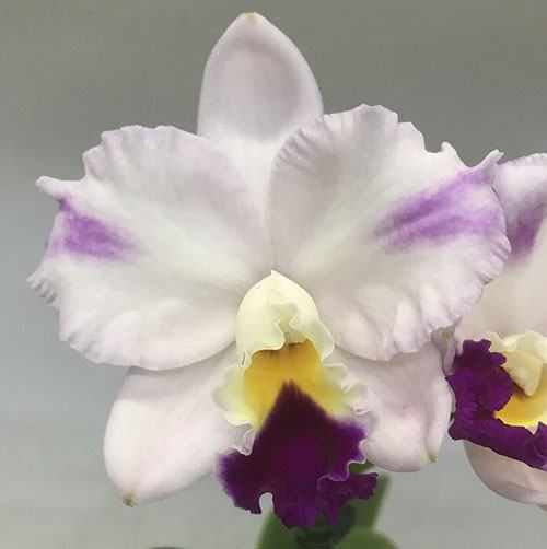 Cattleya Japan Sunrise (Laeliocattleya Hsinying Excell 'DG' HCC/AOS x Cattleya Dubiosa 'Scully' HCC/AOS)