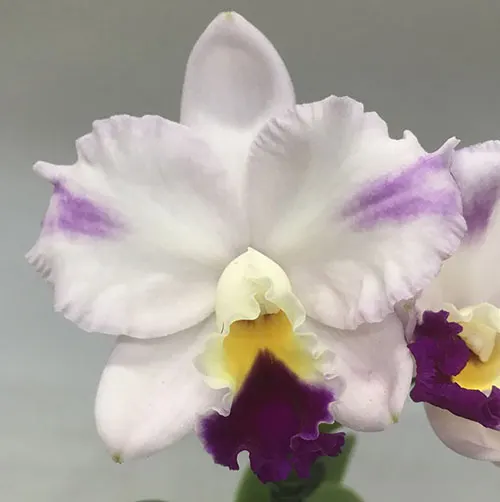 Cattleya Japan Sunrise (Laeliocattleya Hsinying Excell 'DG' HCC/AOS x Cattleya Dubiosa 'Scully' HCC/AOS)