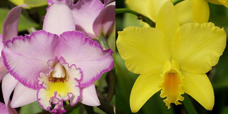 Brassolaeliocattleya Love Blush (Picotee Passion 'SVO' AM/AOS x Love Sound 'Dogashima' AM/AOS)