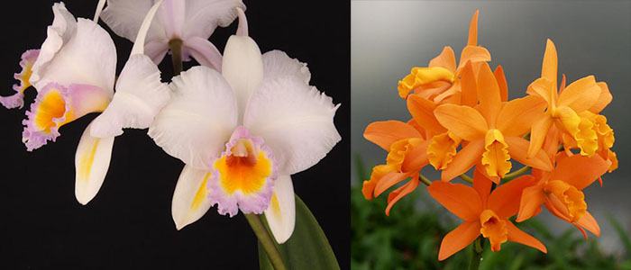 Brassolaeliocattleya Kaboom (Schroder's Love 'SVO' AM/AOS x Guess What 'SVO' AM/AOS)