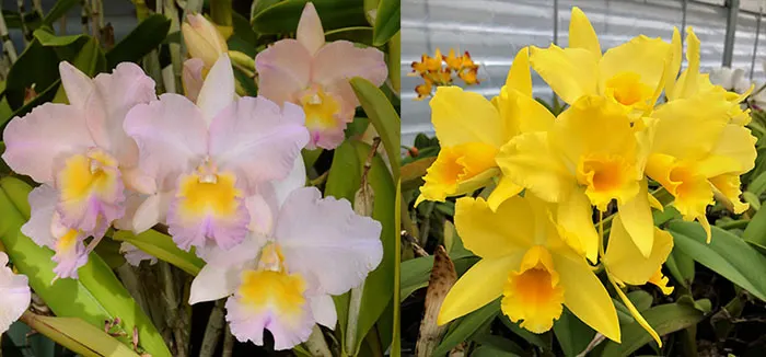 Brassolaeliocattleya William Farrell 'Native Son' x Brassolaeliocattleya Kaboom 'SVO'