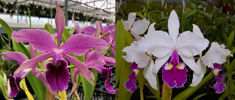 Laeliocattleya Isfield (Laelia Pacavia 'SVO' x Cattleya warscewiczii semi-alba 'Kathleen')