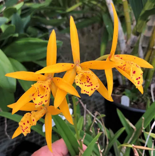 Laelia Tropical Sunrise '22 Orange' x Brassolaelia Richard Mueller '4N'