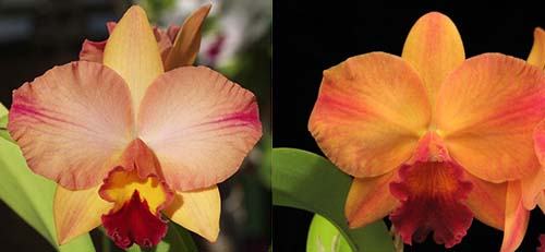 Potinara Martha's Sunburst (Slc. Tokyo Life 'SVO' HCC/AOS x Pot. Martha Clarke 'Bali Flare' HCC/AOS)