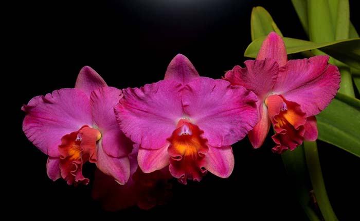 Potinara Martha's Sunburst (Slc. Tokyo Life 'SVO' HCC/AOS x Pot. Martha Clarke 'Bali Flare' HCC/AOS)
