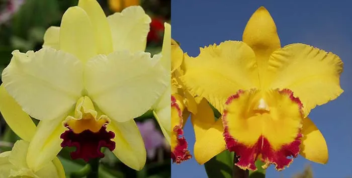 Brassolaeliocattleya Charmed Life (Izumi Charm 'SVO' AM/AOS x Chyong Guu Chaffinch 'Ta Hsin' AM/AOS)