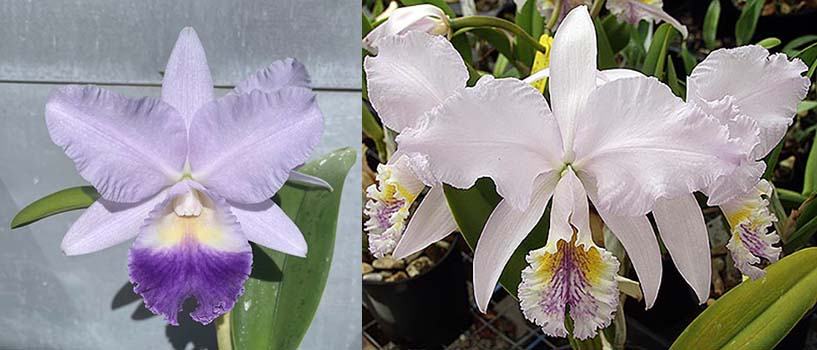 Laeliocattleya Indigo Valentine 'Indigo Valentine' x Cattleya mossiae coerulea '4N'