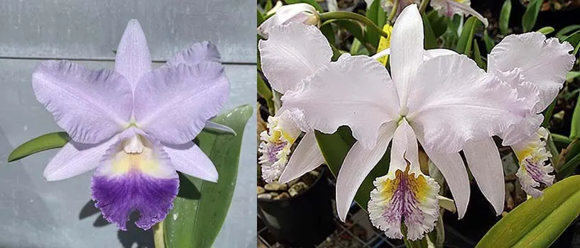 Laeliocattleya Indigo Valentine 'Indigo Valentine' x Cattleya mossiae coerulea '4N'